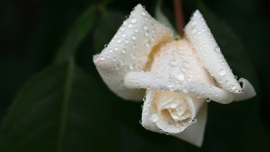 Lighting a Candle in Memory of Someone You Love - Set Forth NY
