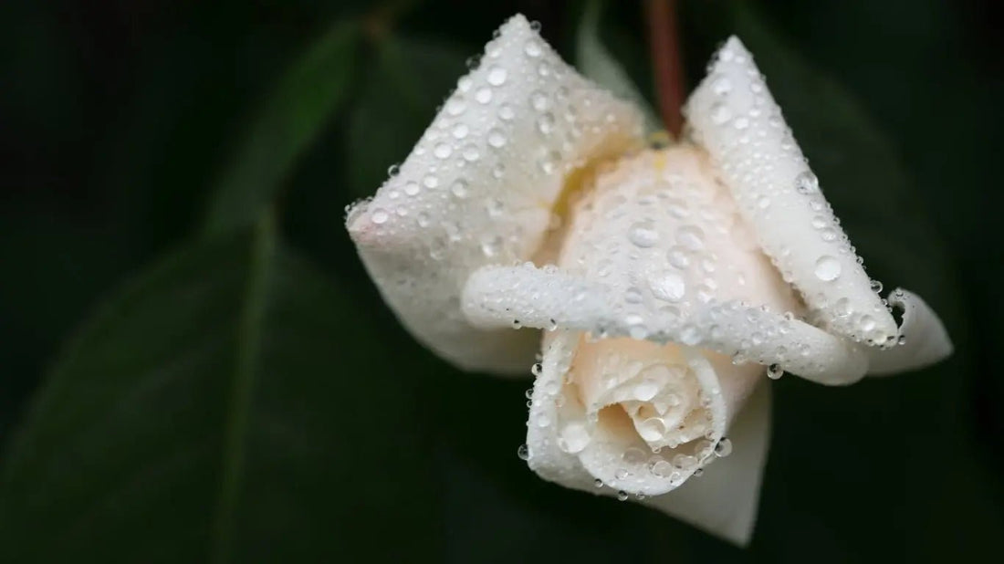 The Healing Power of Light: How Candles Can Help You Through Grief - Set Forth NY