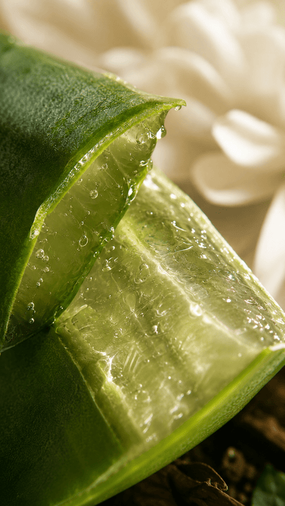 Close-up of fresh aloe leaf and gel