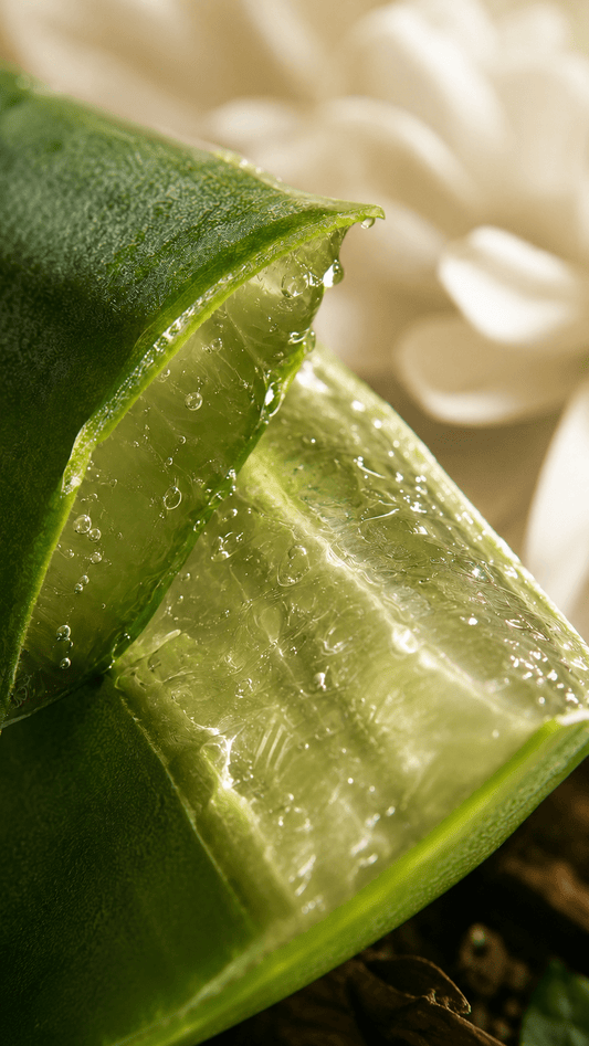 Close-up of fresh aloe leaf and gel